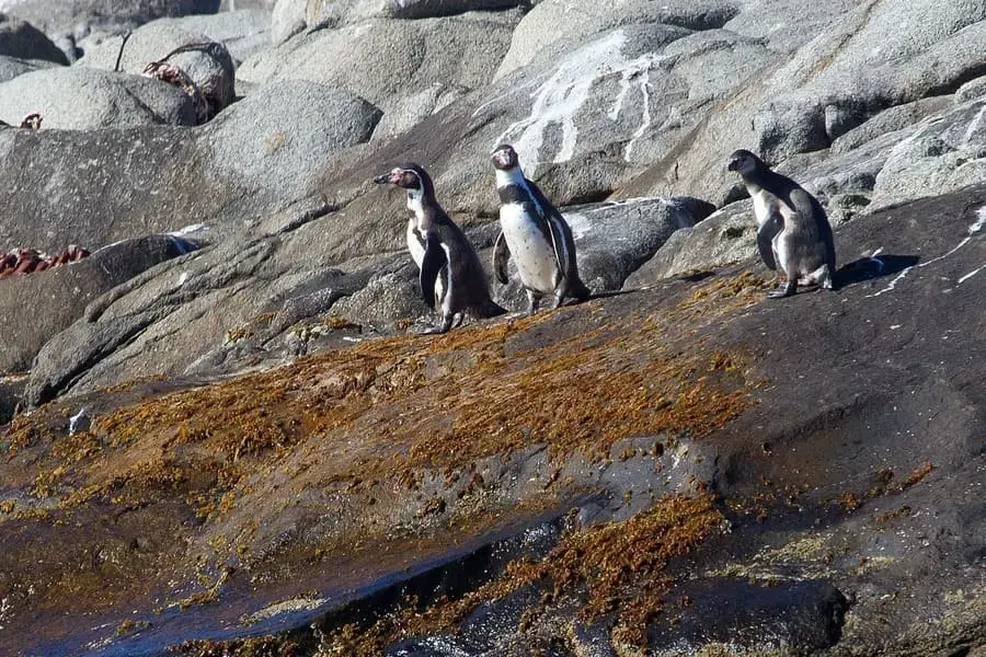 Penguins and Alpacas Tour from Santiago
